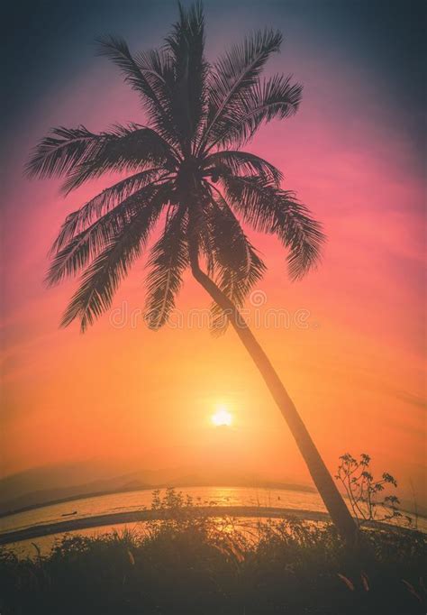 Cocoteros De Silueta En La Playa Al Atardecer Tono Vintage Imagen De