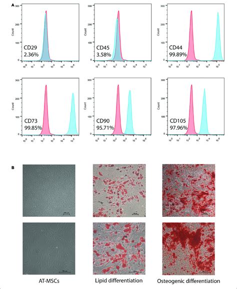 Characterization Of Human Adipose Tissue Derived Mesenchymal Stem