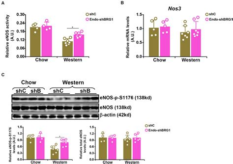 Frontiers Brg Activates Pr A Transcription To Regulate No