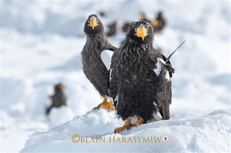 Steller S Sea Eagles Pack Ice Still In Hokkaido And It Is Spring In