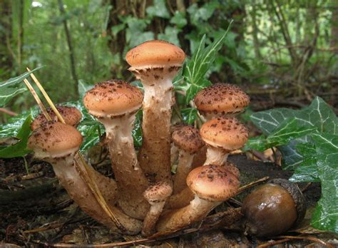Опёнок тёмный Armillaria Ostoyae фотографии видео и истории