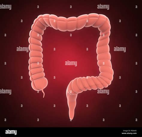 Anatomía del colon humano Fotografía de stock Alamy