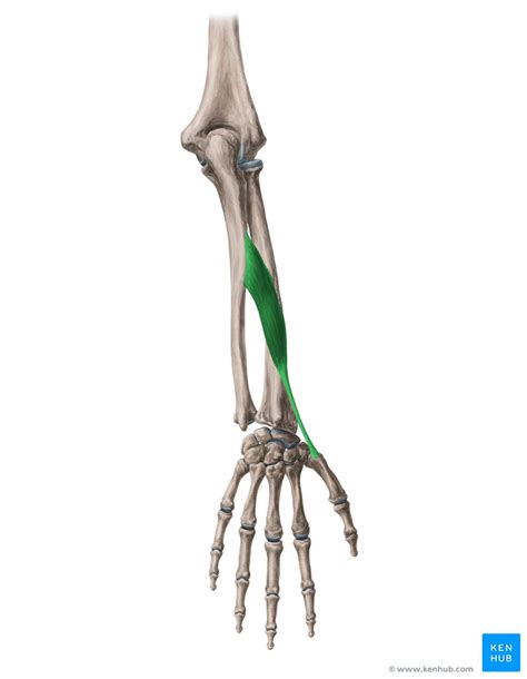 Abductor Pollicis Longus Origin Insertion And Function Kenhub