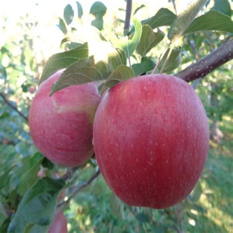 Northern Spy Heritage Farm And Fruit Trees