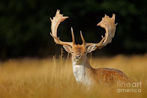 Majestic Powerful Adult Fallow Deer Photograph By Ondrej Prosicky