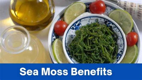 Sea Moss Benefits Unveiled Elevate Your Health With Natures Treasure 2024