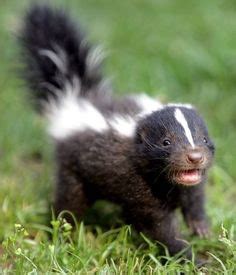 Honey Badger cub - Honey Badger Photo (38506722) - Fanpop