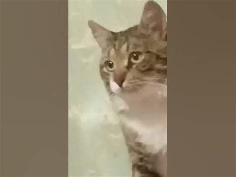 КОТ ХОЧЕТ В ТУАЛЕТ😍😂😼😹 - YouTube