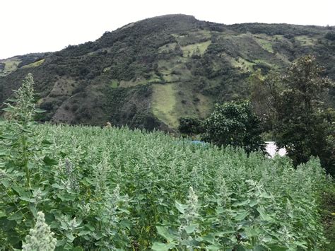 Nuevo proyecto de regalías liderado por AGROSAVIA y la Gobernación del