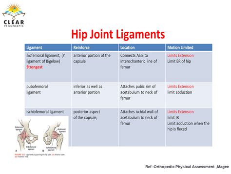 Hip Joint Ligaments Clearptconcepts