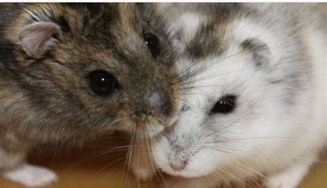 Hamsteri , джунгарики