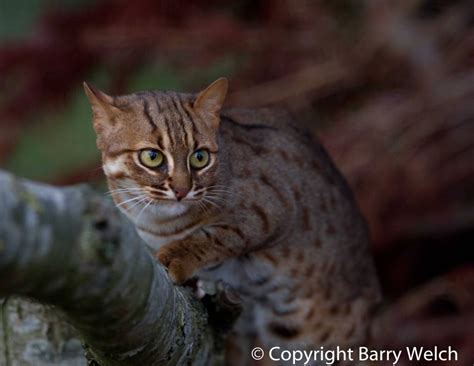 The Rusty Spotted Cat – kimcampion.com