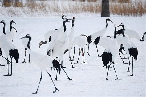 Japanese Crane Season Dancing Crown Photo Background And Picture For