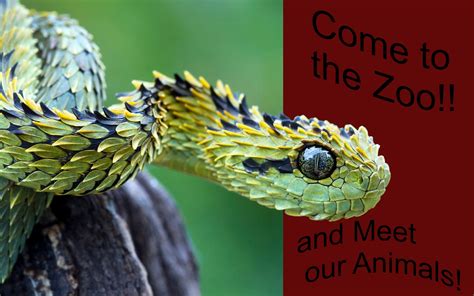 Luigis Blog Site Snake For Fake Zoo Advertisement Snake Photo Is Not