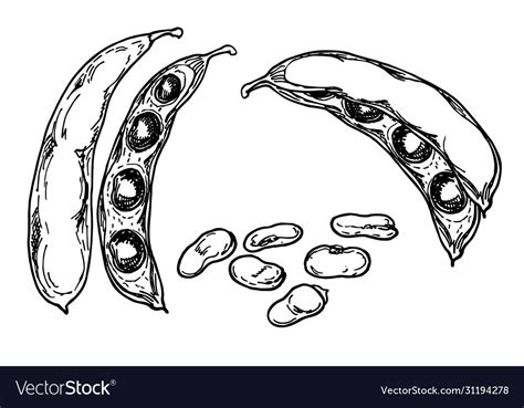 Green beans sketch detailed hand drawn black Vector Image