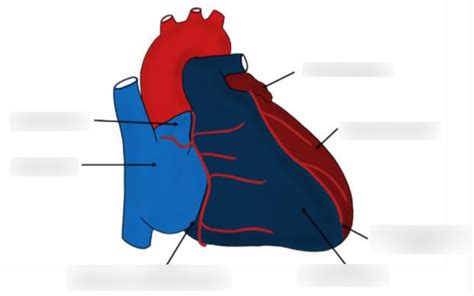 Diagramme de Anatomie du coeur Vue antérieure Quizlet