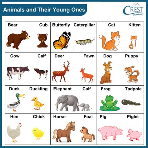 Animals: Their Young Ones, Homes and Groups Class 1 Notes | Science ...