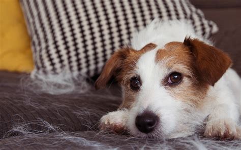 Formas De Lidiar Con Los Pelos De Gato Y Perro En Casa Fan Ticos De