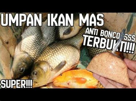 Umpan Ikan Mas Super Paling Ampuh Buat Mancing Umpan Ikan Nila Dan