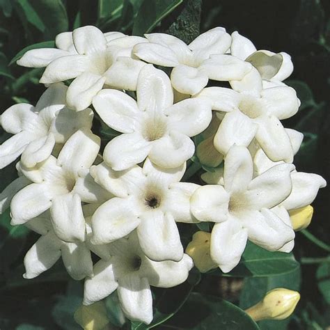 Qauzuy Garden Madagascar Jasmine Seeds Waxflower Hawaiian Wedding