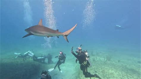 Bimini Diving With Reef Sharks Jan 28 2023 V2 Youtube