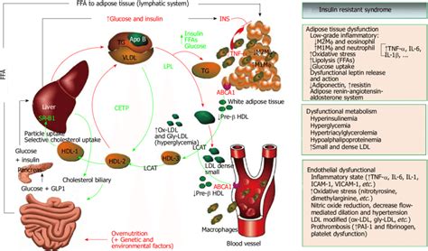 Insulin Resistant Syndrome And Lipid Metabolism When Obesity Is