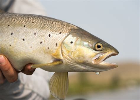 Fly Fish Wyoming - Saratoga Fly Fishing