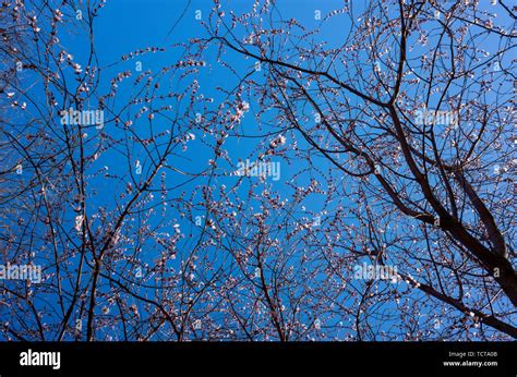 Peach Tree Branch Stock Photo Alamy