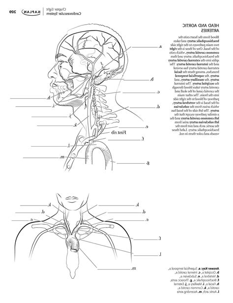 Anatomy And Physiology Coloring Workbook Answers Chapter 3 T