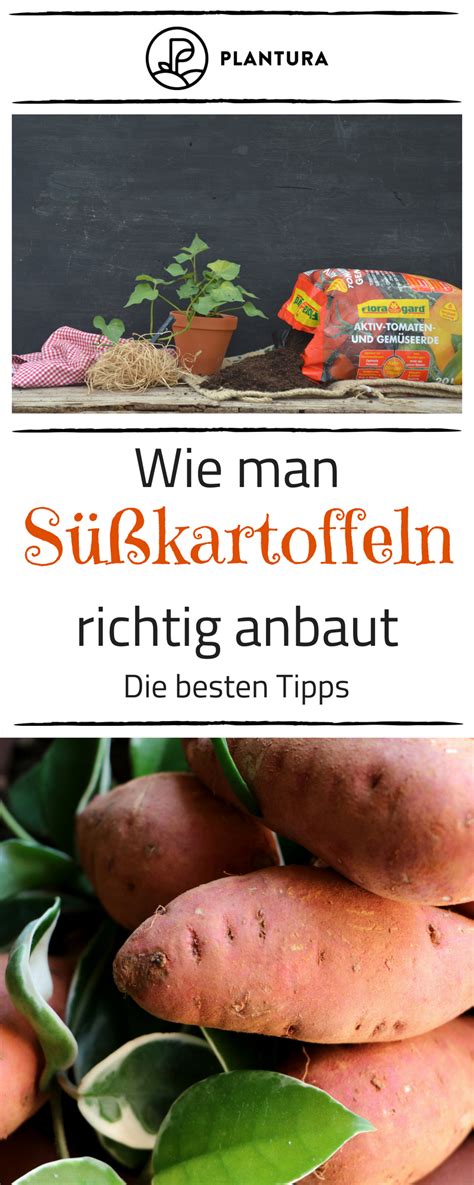 Süßkartoffel anbauen Infos zu Jungpflanzen Sorten und Erntezeit