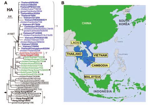 Phylogenetic Relationships Among H Hemagglutinin Ha Genes From H N