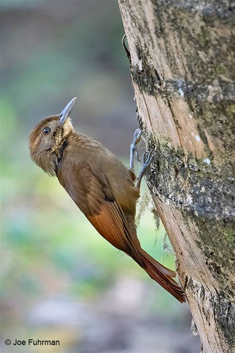 Tawny Winged Woodcreeper Joe Fuhrman Photography