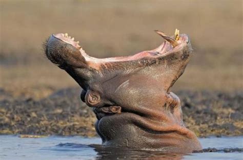 Cute Hippo Quotes Quotesgram