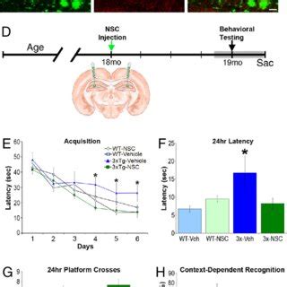 Neural Stem Cell Transplantation Improves Ad Related Cognitive