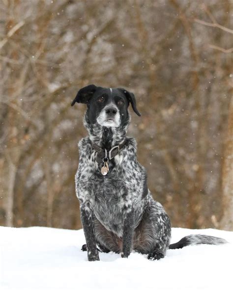 Blue Heeler Lab Mix Working Dog Vs Herding Dog Mix