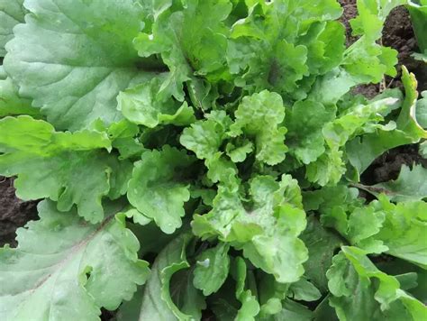 Broad Leaf Cress Seeds Le Potager Ornemental De Catherine