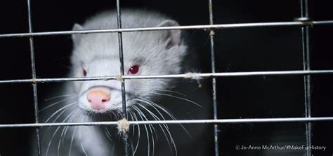 Take Action: Tell Canada to Close All Fur Farms - Animal Justice