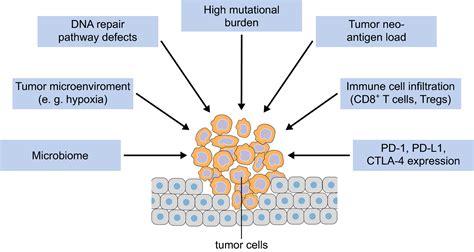 Identification Of Responders To Immune Checkpoint Therapy Which