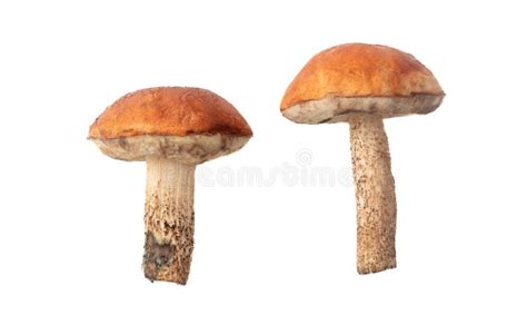 Boletus Hongos Aislados En Fondo Blanco Imagen De Archivo Imagen De