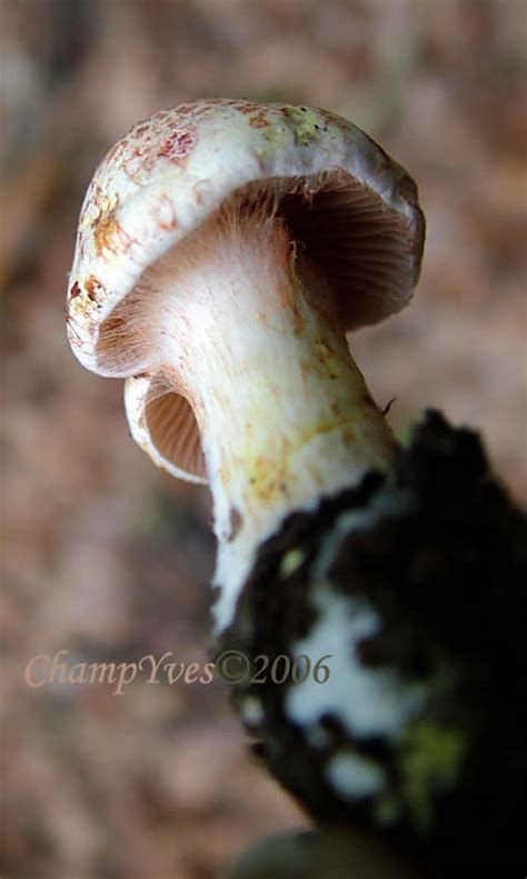 Cortinarius Bolaris Cortinaire Rouge Tre Champyves