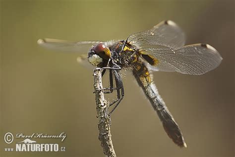 Leucorrhinia Caudalis Pictures Lilypad Whiteface Images Nature