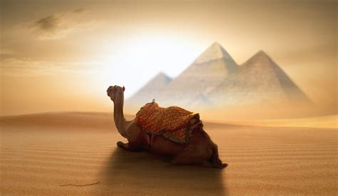 Brown camel sitting on desert wallpaper, Egypt, pyramid, desert ...