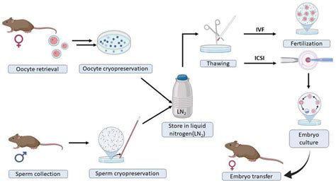 Vitrification Of Sperm Telegraph