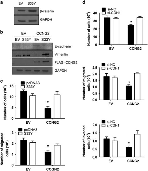 Catenin And E Cadherin Are Involved In The Action Of Cyclin G Ccng