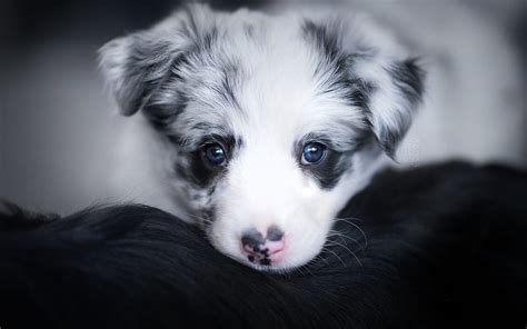 Cute Australian Shepherd Puppies With Blue Eyes