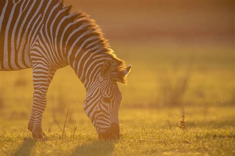 Getting to know South Luangwa National Park