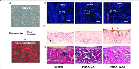 Tracing Of Pmscs In The Mouse Knee Joint A Qtracker Reagent Labeled