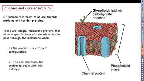 Human Physiology Ch 3 Part 2 Membrane Proteins And Passive