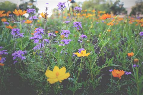 Banco De Imagens Natureza Plantar Campo Prado Pradaria Flor