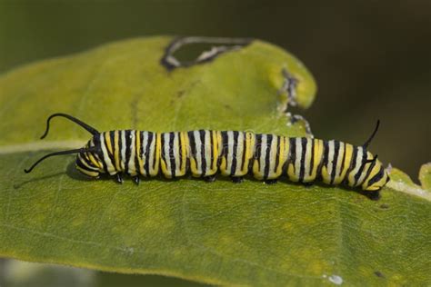 Monarch Caterpillar stock photo. Image of prairie, nature - 18707810